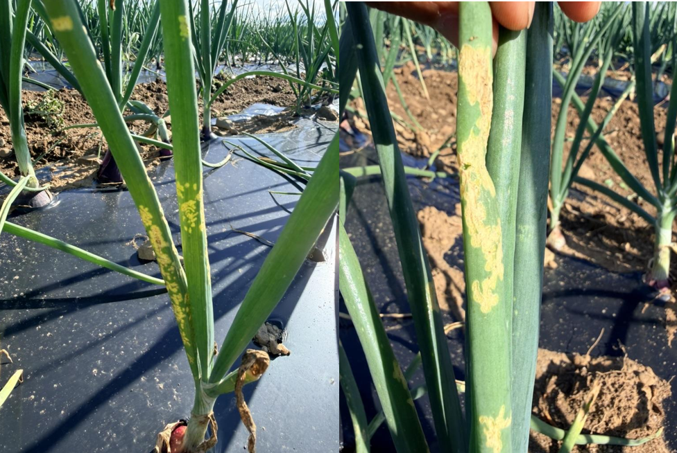 Leafminer damage on onion leaves.